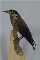 藏品(星鴉)的圖片